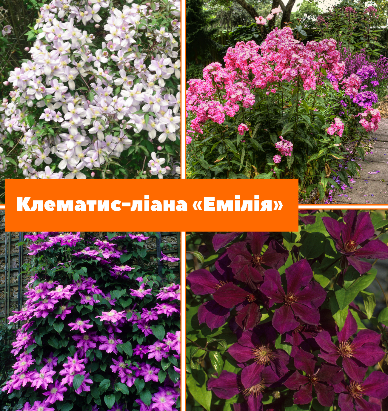 Заголовок