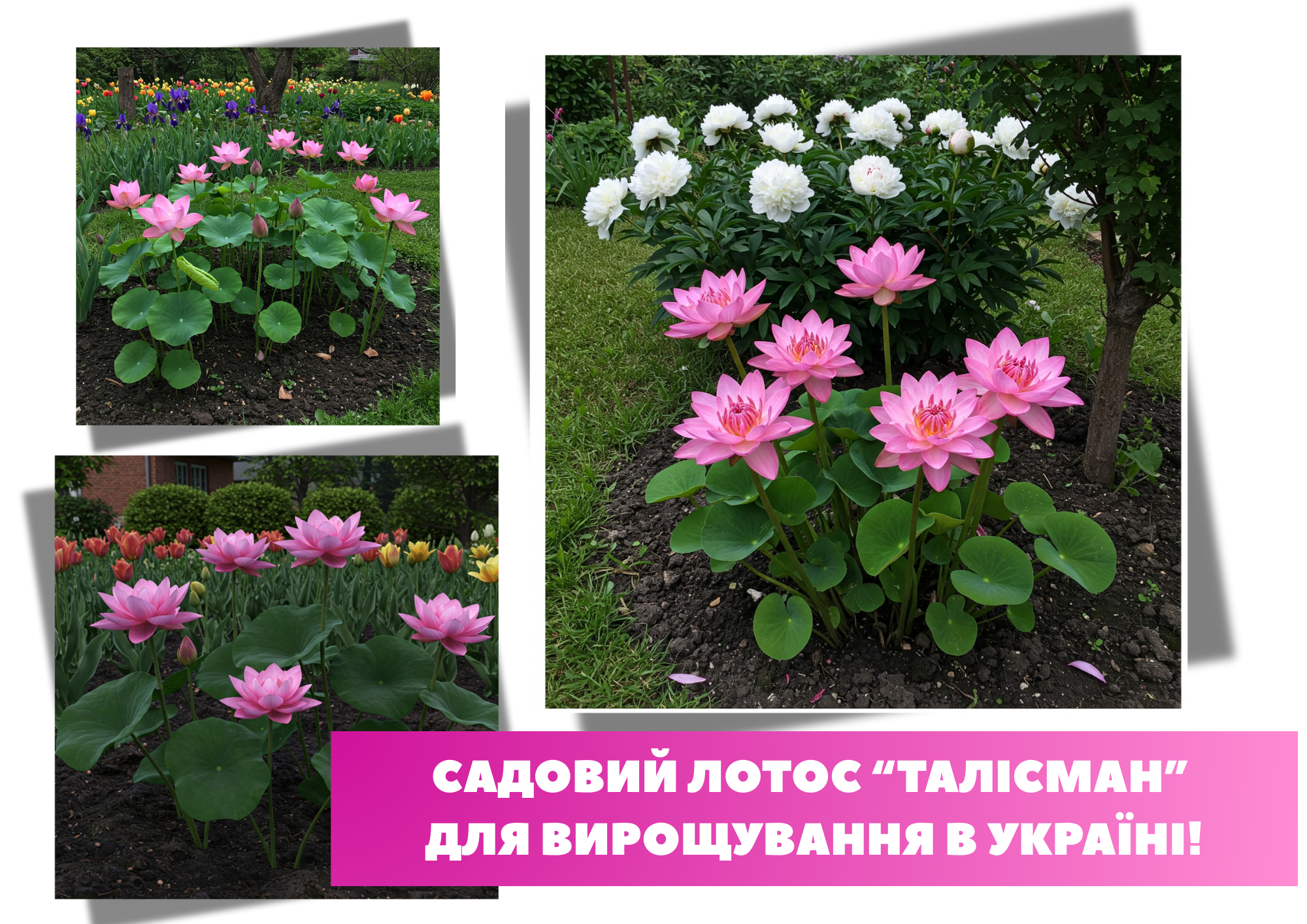 Заголовок