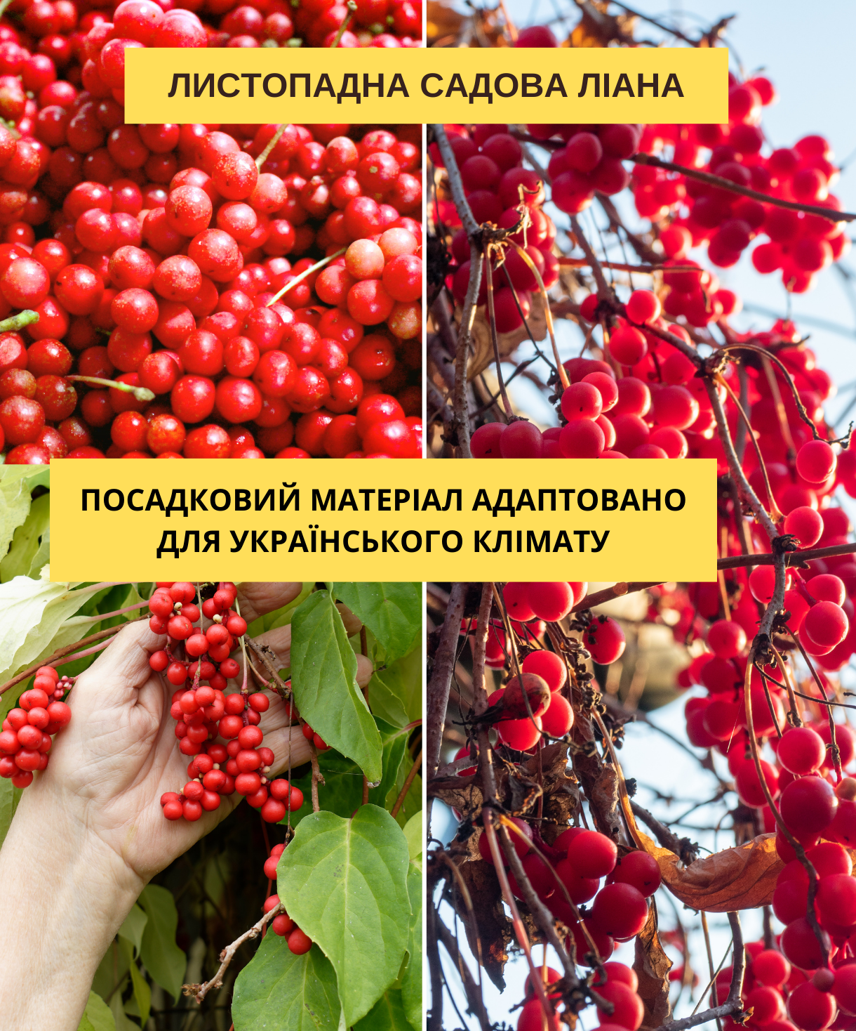 Заголовок